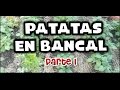 Como Cultivar Patatas/Cómo Cultivar Papas/Mi huerto en la escuela/Mi huerto en el balcón