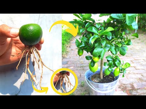 Video: Beholder sitrontrær: Growing A Simon Tree In A Pot