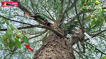 Cây Bần Đang Rất Nhiều Trái-Cưa Bỏ Vì Giá Trị Kinh Tế Không Có