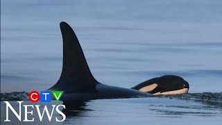 J35, the killer whale that carried her dead calf across the ocean for weeks, has given birth again.