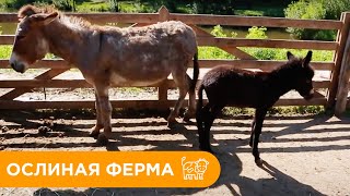 видео: Ослиная Ферма. Как Ухаживать за Ослами? картинка: Ослиная Ферма. Как Ухаживать за Ослами?