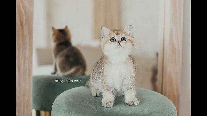 Video 1711401: british shorthair golden, british shorthair female, golden chinchilla, cattery