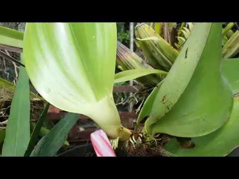  Anggrek  unik Indonesia Bulbophyllum becarii 