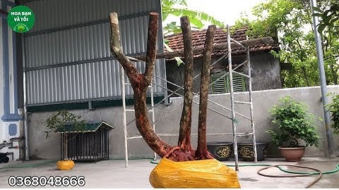 Hoa sim rừng ba thân bệ đẹp.