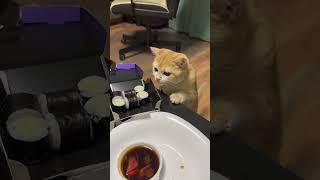 Cat Tommy and sushi #cat #funny #sushi #animals