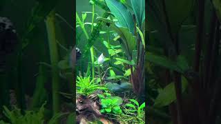 Буцефаландра , цветение в аквариуме. Bucephalandra, flowering in an aquarium.