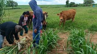 Assista trabalho na Roça. ( Corte de Capiaçu ou Napie as Vacas adoram ).