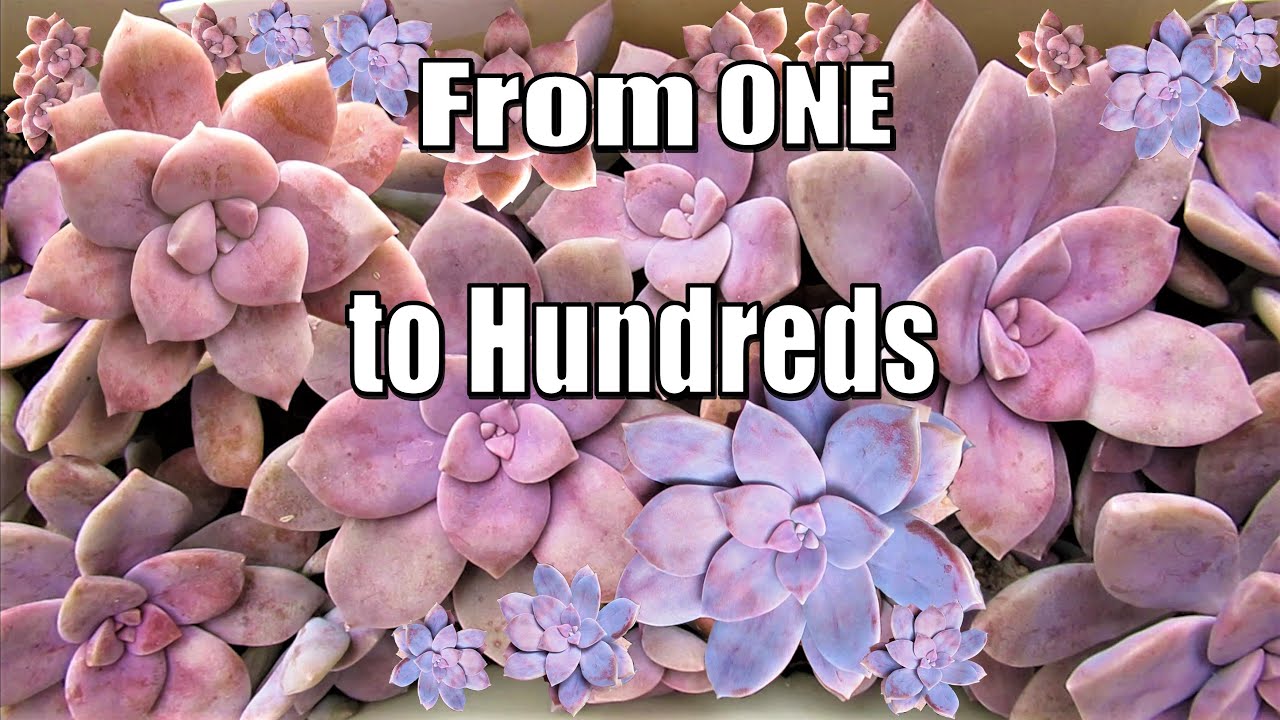 SUPERBUM - This Succulent Grows Fast | Growing Succulents with LizK