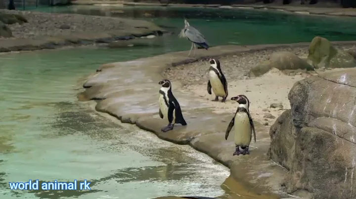 South Georgia - Penguin Paradise of the South Atlantic | Free Documentary Nature Penguin chicks