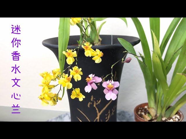 Anna Shatova porno video Insest yoki vintage subtitrlari bilan eski porno filmlar