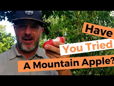 Mountain Apples: Canoe Crop For Your Tropical Backyard Food Forest