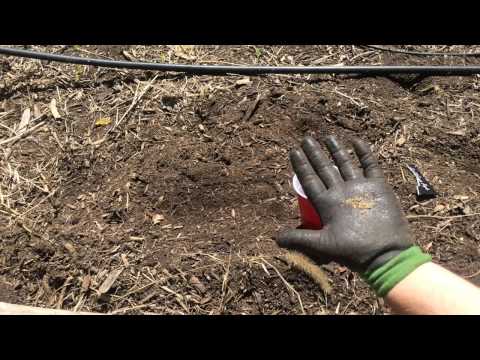 Creative Way to Plant Carrots (and radishes) with Coffee Grounds hqdefault