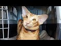 Smart Oriental Shorthair Cat Kaiser : Orientalisch Kurzhaar の動画、YouTube動画。