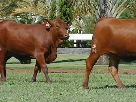 LOTE 40   ZB 188   ZB 239