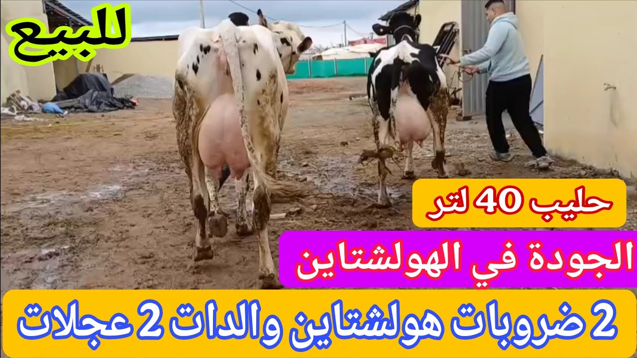 تباااارك الله💫 2 ضروبات هولشتاين والداين 2 عجلات   06.17.75.28.00📞 ألو ولد العيساوي 👍