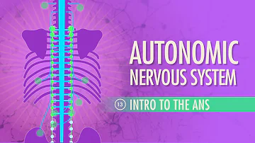 Autonomic Nervous System: Crash Course Anatomy & Physiology #13