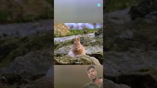 new viral animal facts #creativeideas #animalshorts #shortsfeed #viralvideo