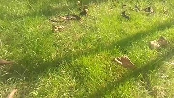 Nvidia Shield Tablet Main Camera