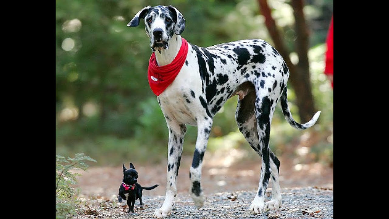 Top 10 Tallest Dogs in World You Never Seen YouTube