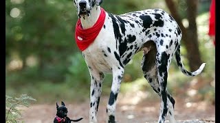 Top 10 Tallest Dogs in World You Never Seen