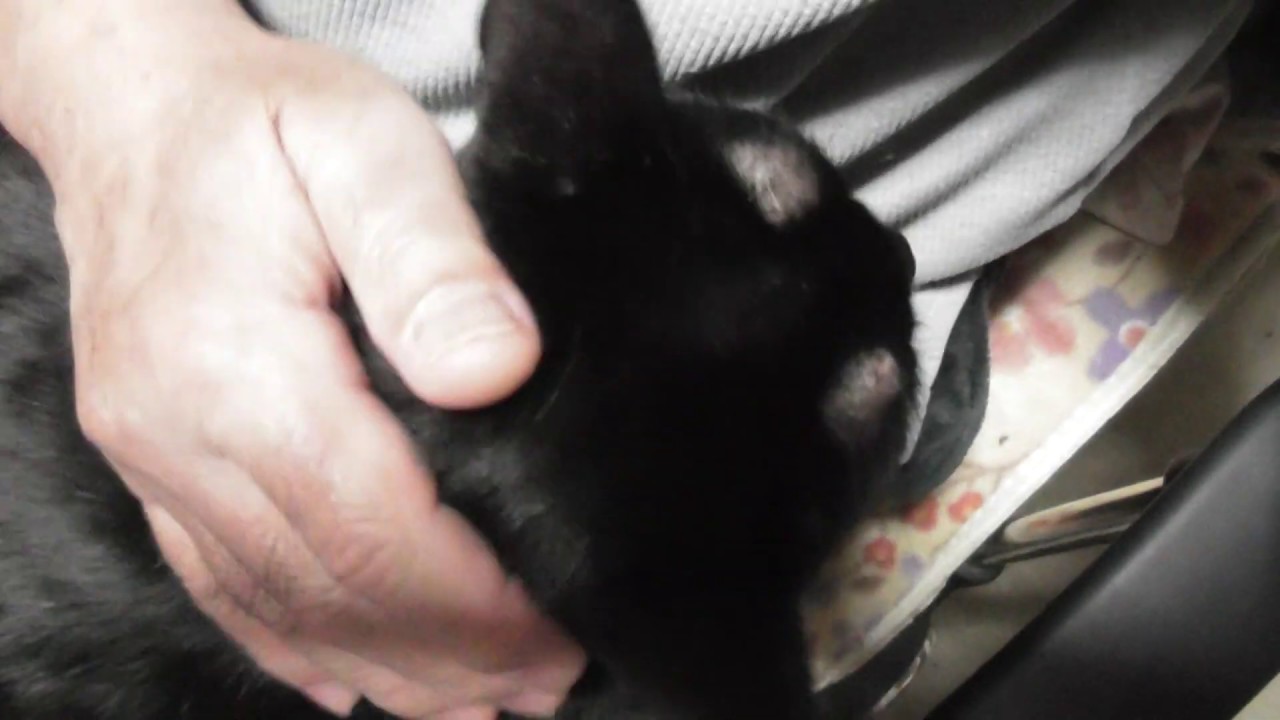 I cuddle my black cat Chicou003dチコちゃんとラブラブ】BABYMETAL周知員2