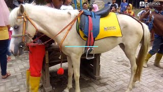 Naik Kuda Delman Lucu | Sambil Bernyanyi Lagu Skip To My Lou