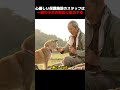 心優しい保護施設のスタッフは、一群の子犬の救出に成功する!
