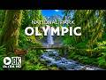 Olympic National Park 8K UHD | Washington Landscape – Rainforest, Ocean & Pristine Scenery