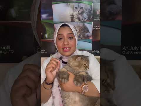 أنا بتبنى قطط      