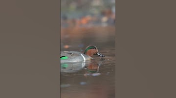 Thumbnail of Disco Duck