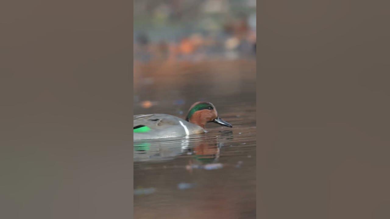 Disco Duck