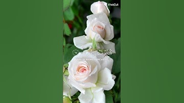 قران كريم صوت خاشع اكتب يا رب العالمين للهم صلى على محمد وآل محمد الطيبين