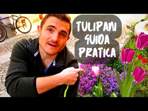 Video: Come prendersi cura dei tulipani dopo la fioritura per mantenerli
