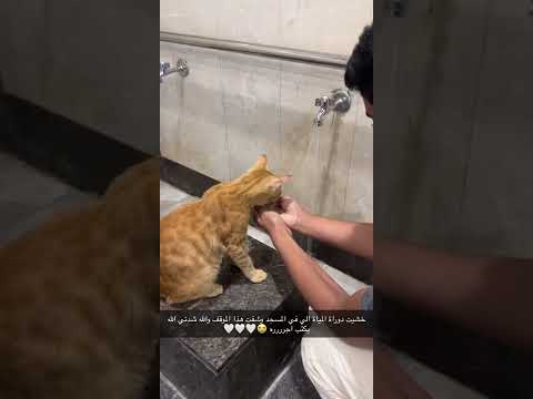 إنسانيون
