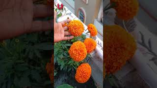 My Big Marigold flowers on the roof #gardening #shorts