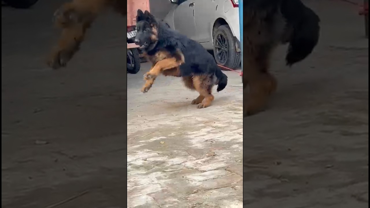 💪 Strong Black Mask German Shepherd Male | Semi Adult | Not for Cheap Price! 7750933067