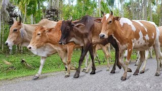 Video Sapi Lembu jinak lucu dan pintar Berkeliaran dengan damai di padang rumput - suara sapi lucu