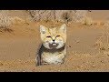 Sandy cat in the depths of irans deserts