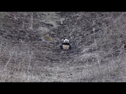 Wild Panda Spotted in China Reserve Indicates Population Growth newspaper mockup