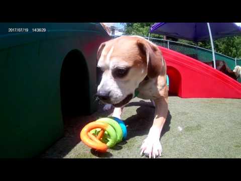 puppy palace doggie daycare