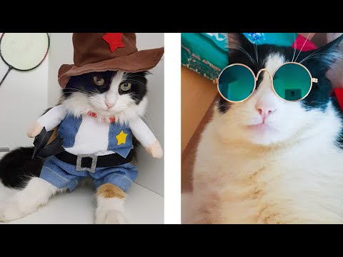 Video: YouTube Tarafından Meşhur Edilen 3 Fantastik Kedi Kedisi