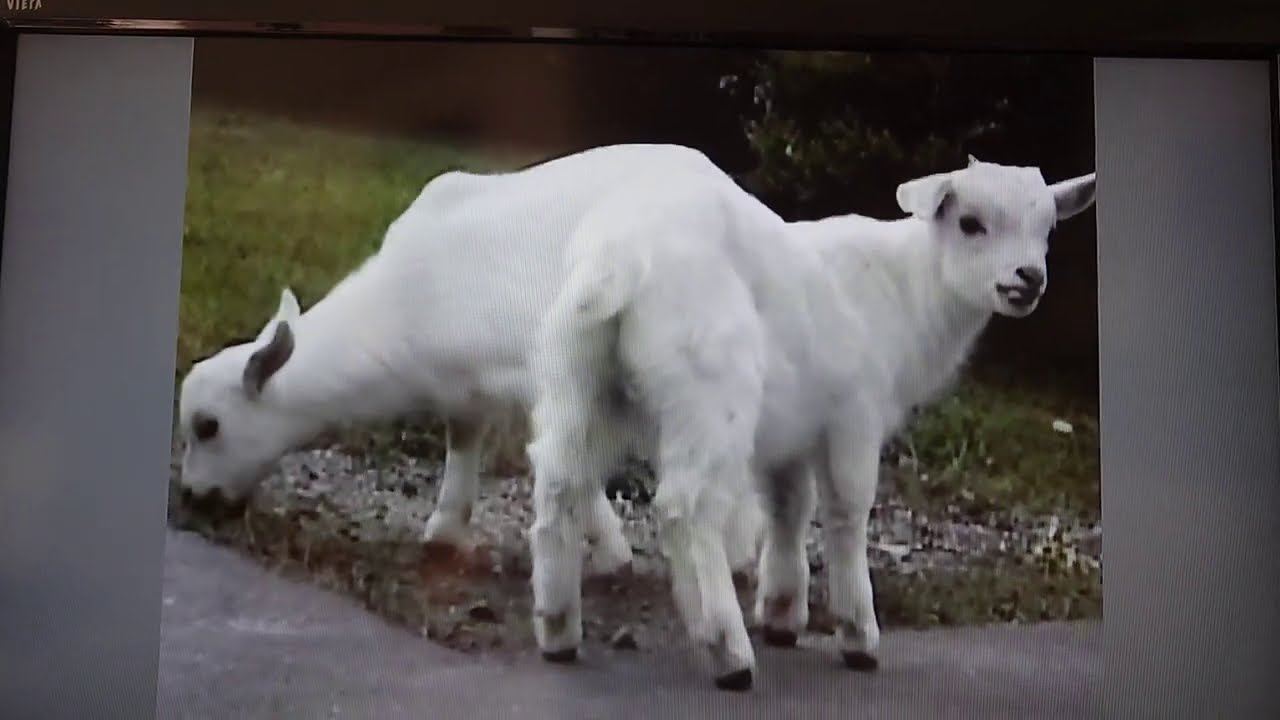 2020.6.28 🐤オシドリ\u0026🦌トナカイの赤ちゃん はじめまして - 釧路市動物園 他の生き物たち, image size:1280x720