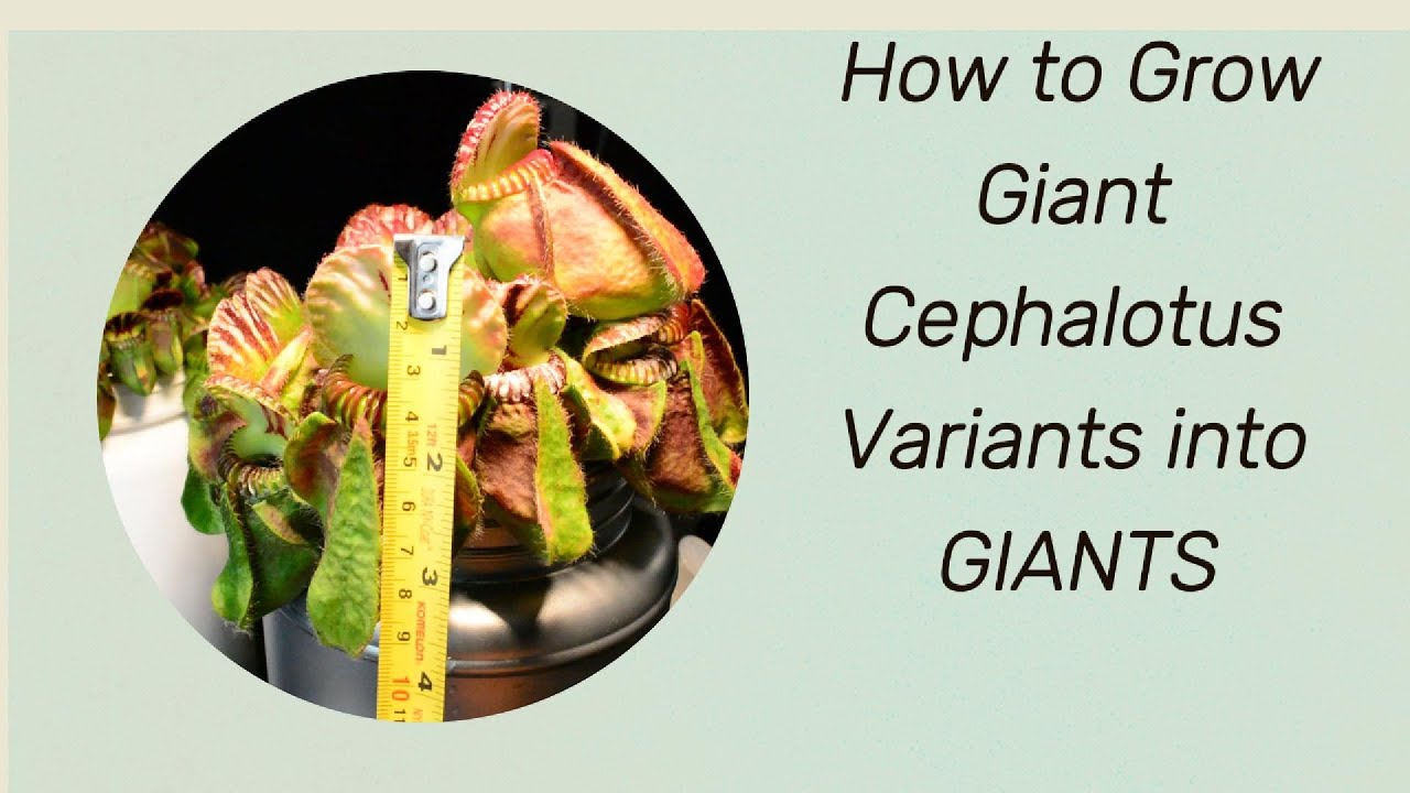 OUTDATED - Growing Cephalotus Giants into GIANTS - Bubble Giant