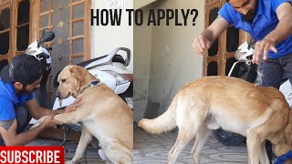 How to apply Coconut oil on dog skin? | Applying Coconut oil on my labrador Oscar the labrador