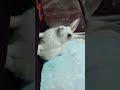 My bunny cute reaction on song 😅... #bunny #cutereaction #funnyshorts #tagyourfrnd