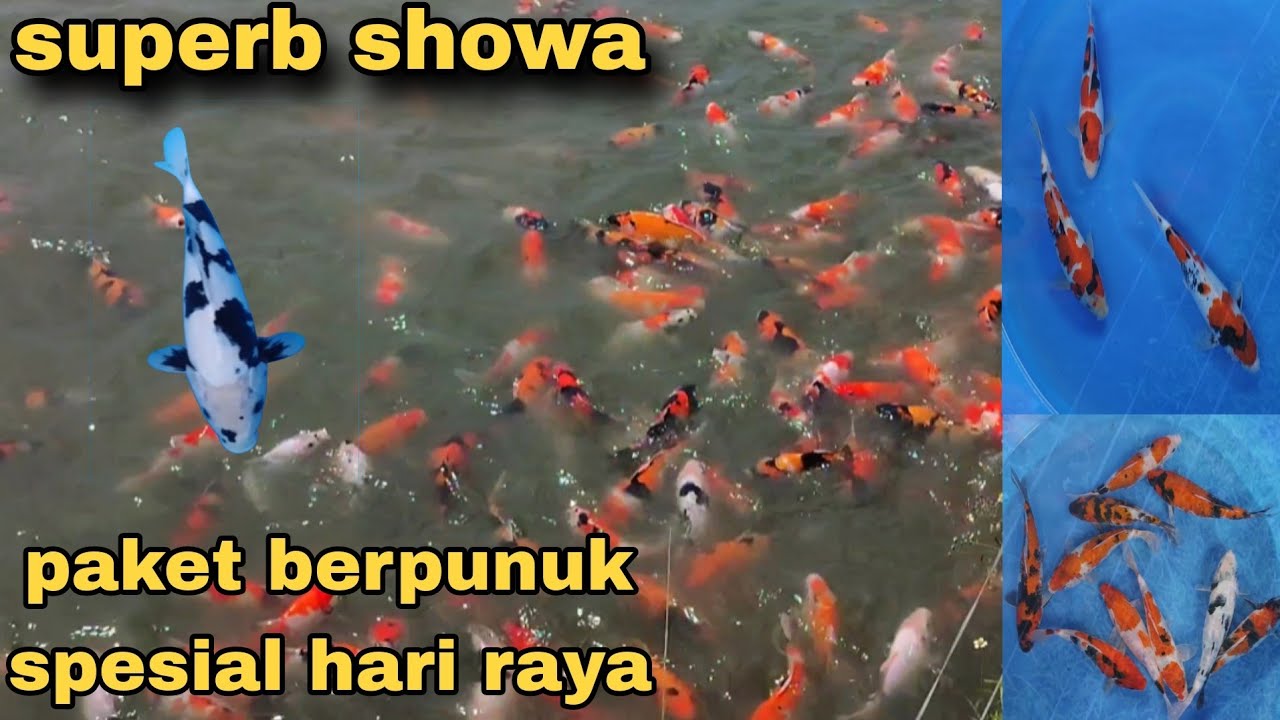 Superb! Mewah📍paket showa badak spesial hari raya, jangan sampai kehabisan