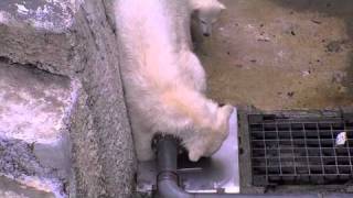 えっ、私のこと？〜Cute！Polar Bear！