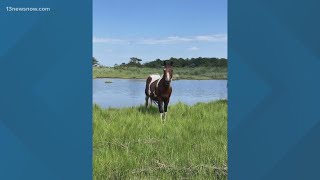 Celebrity Oldest Chincoteague pony passes away, community mourns Wealth