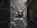 Discover the brain's caffeine! #Glutamate #BrainFacts #ScienceSurprise
