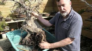 Repotting Large Bonsai Part 4